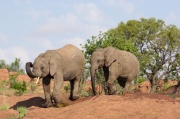 elephant (28)